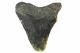 Bargain, Megalodon Tooth - North Carolina #152963-2